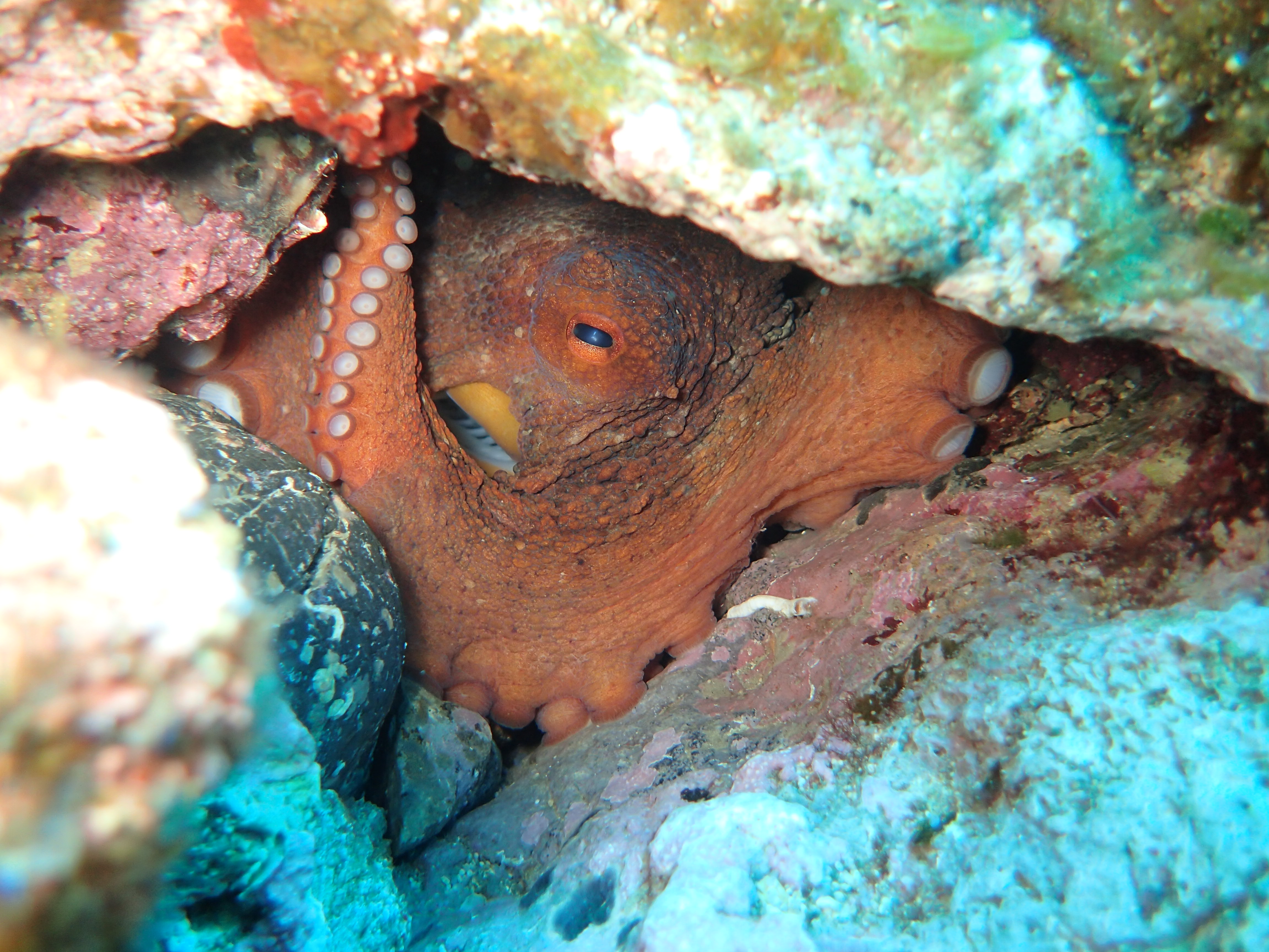 Common octopus