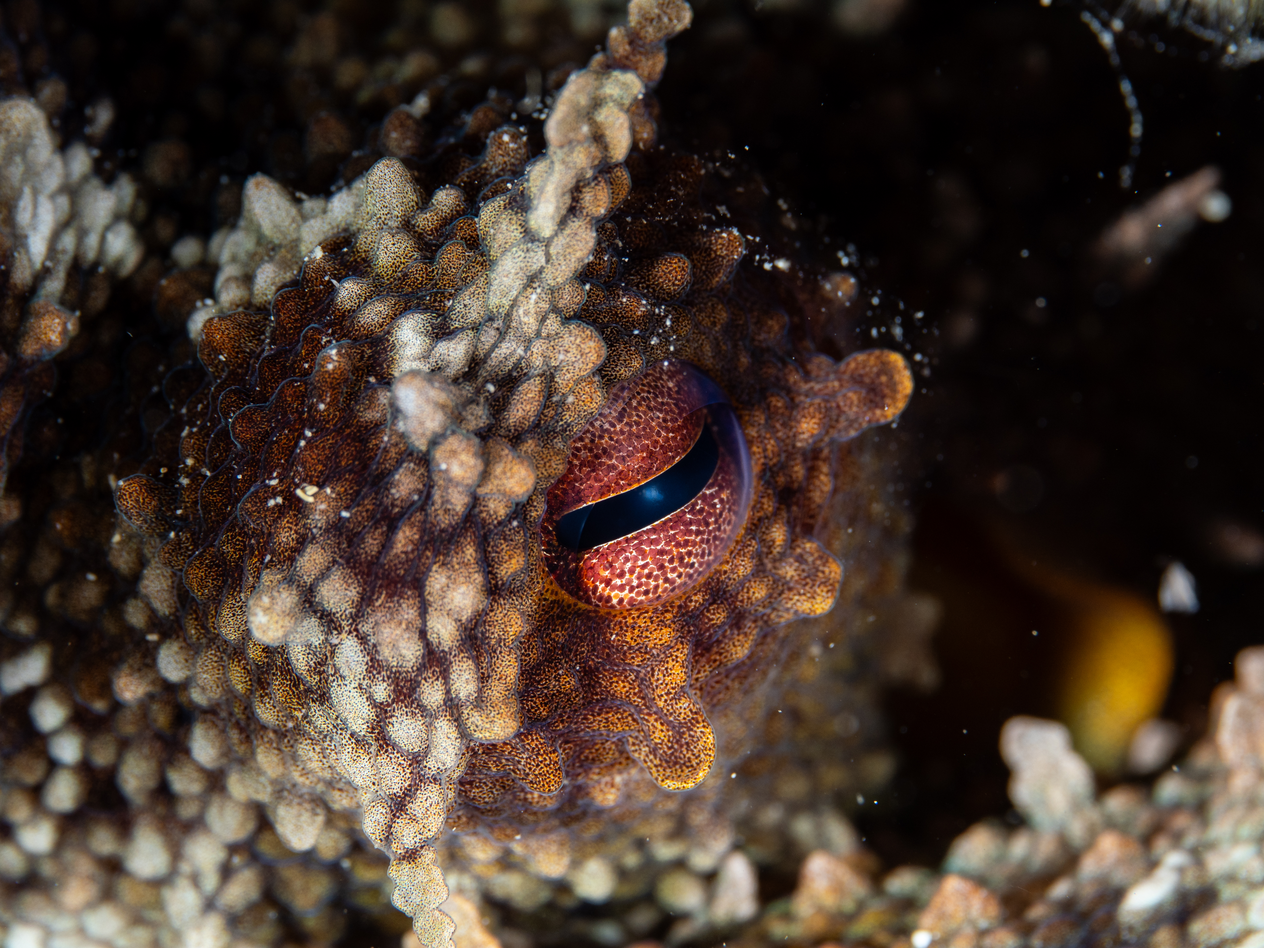 Octopus eye detail