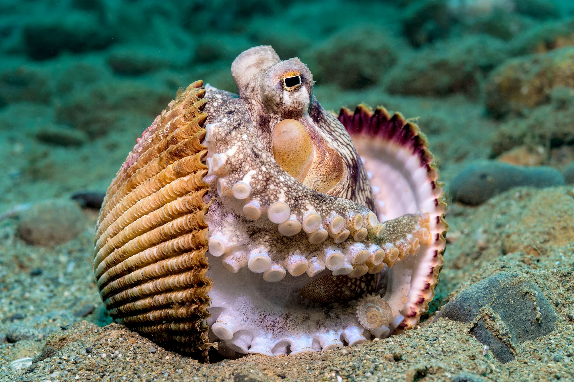 Octopus Hiding in a Shell