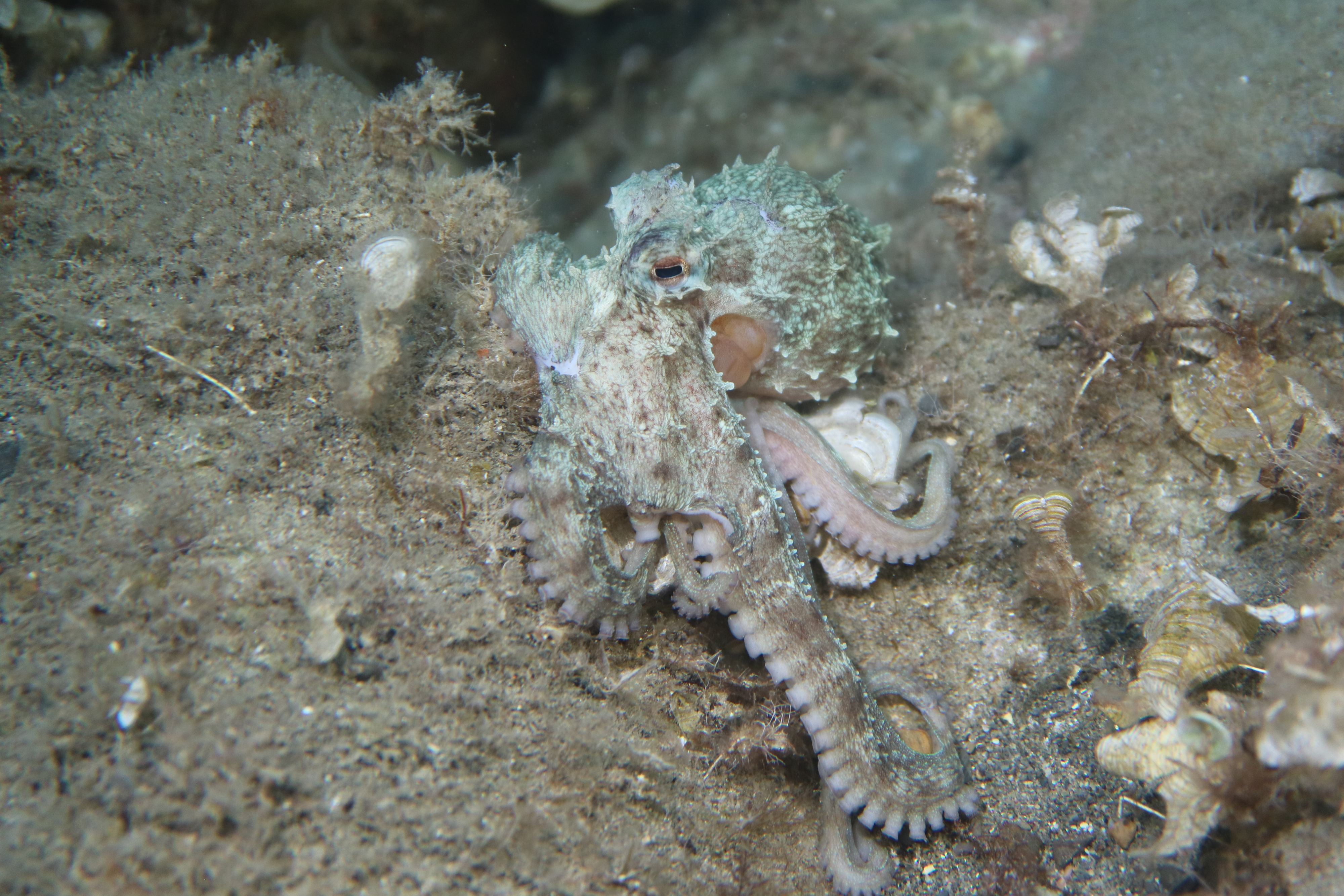 Octopus vulgaris