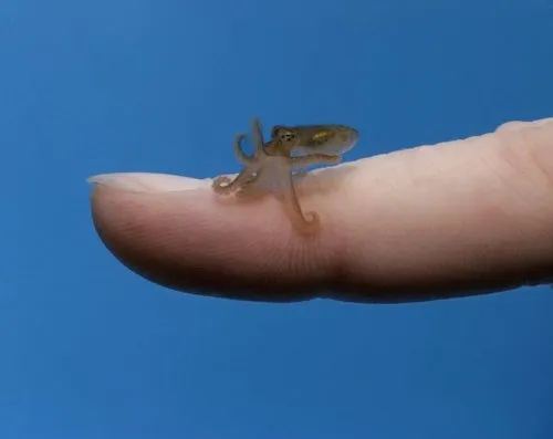 Tiny octopus